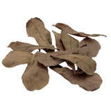 FLuval Betta Tropical Almond Leaves