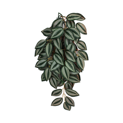 Komodo® Zebrina Climbing Plant