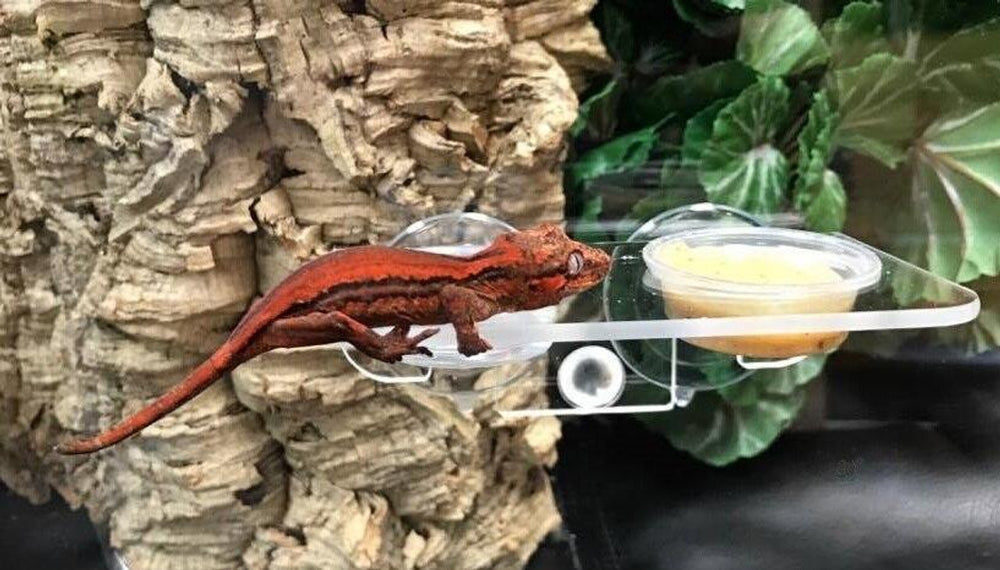 Pangea Gecko Ledge Suction Cup (Acrylic Small .5oz cups)