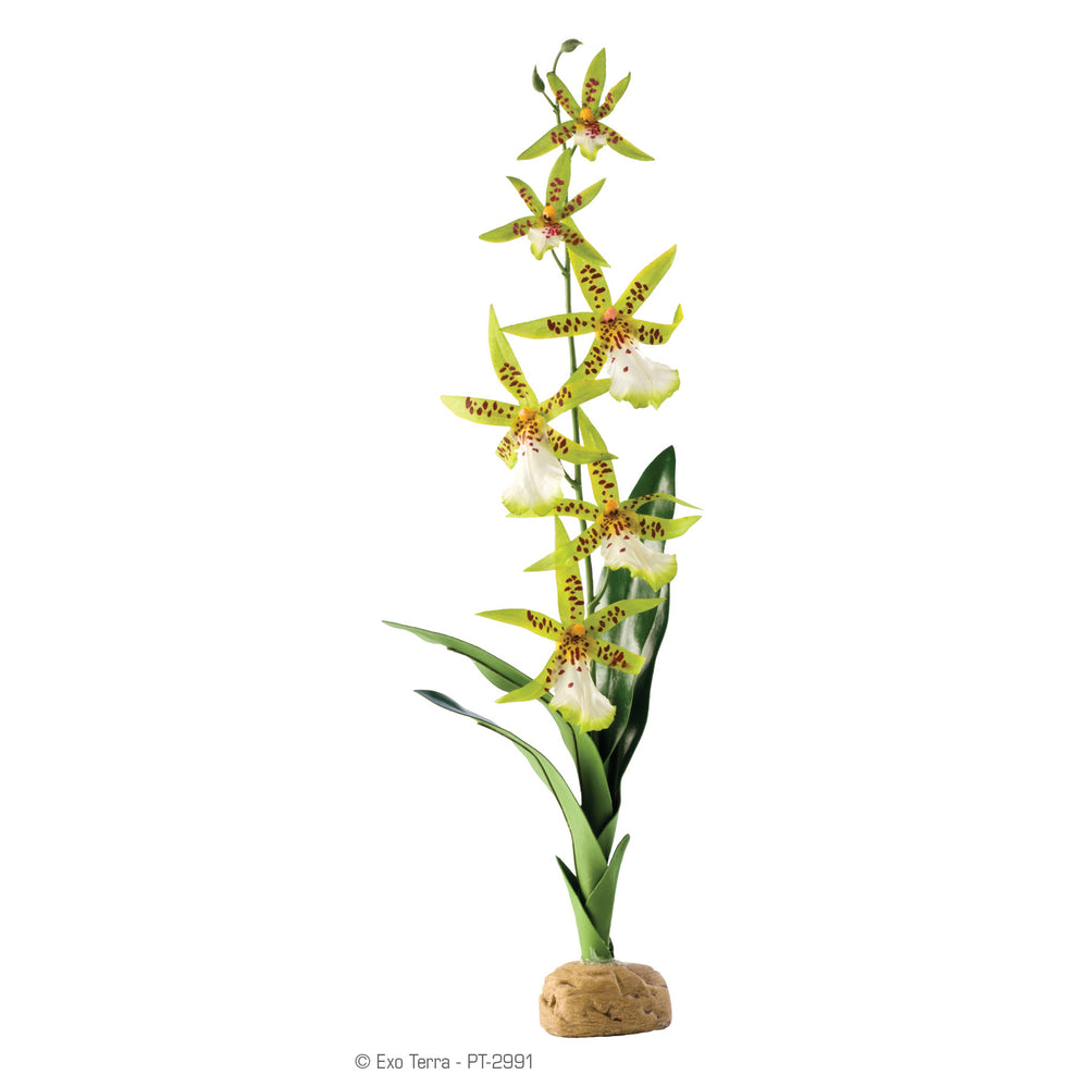 Exo Terra Rainforest Plant - Spider Orchid