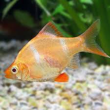 Tiger Barb