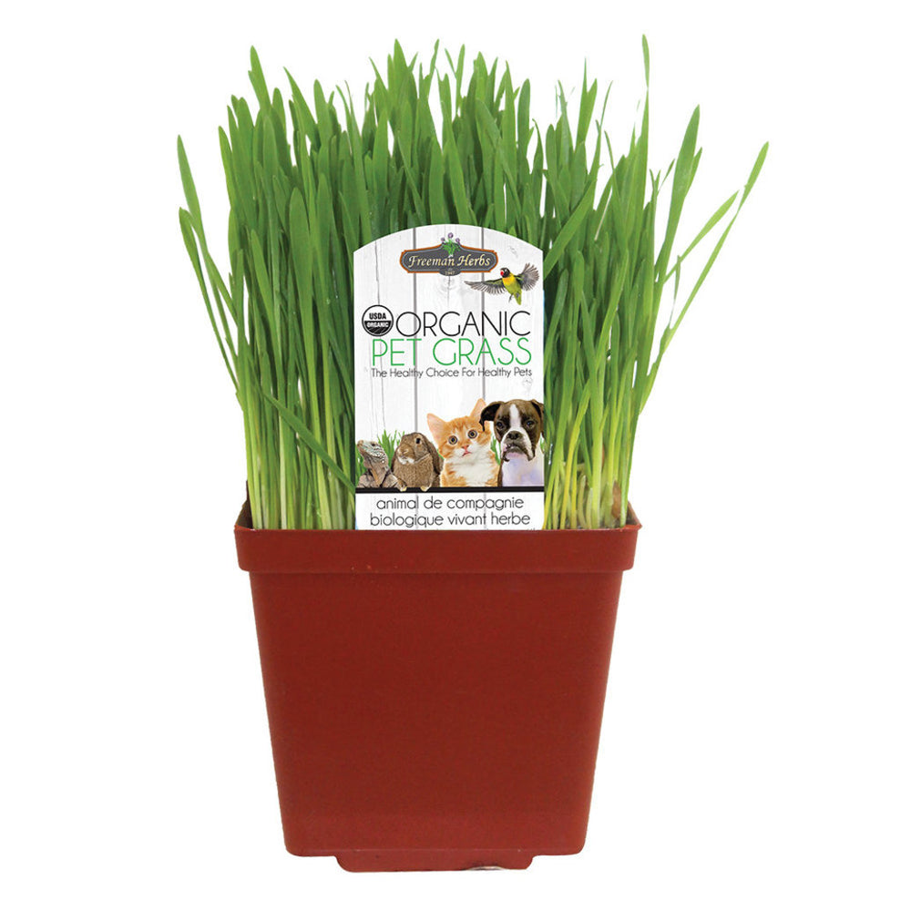 Freeman Herbs Organic Cat Grass