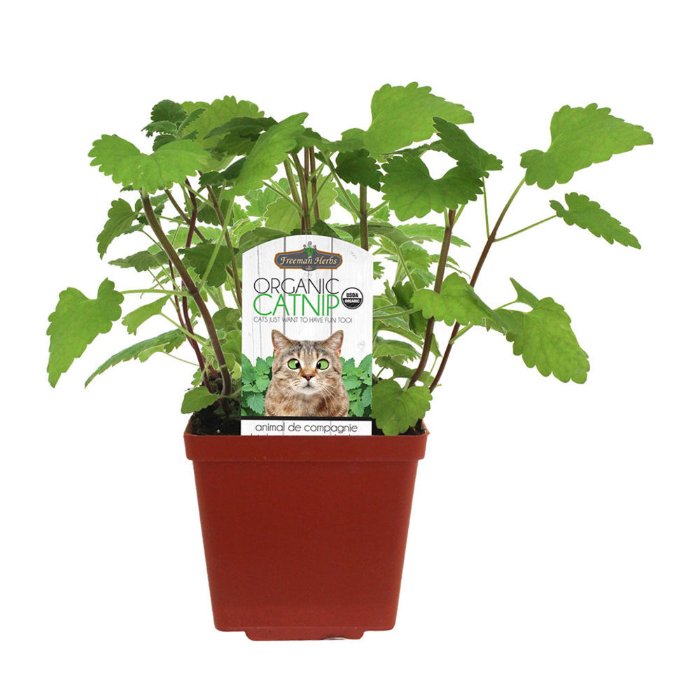 Freeman Herbs Organic Catnip
