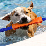 Nerf Dog Megaton Competition Stick