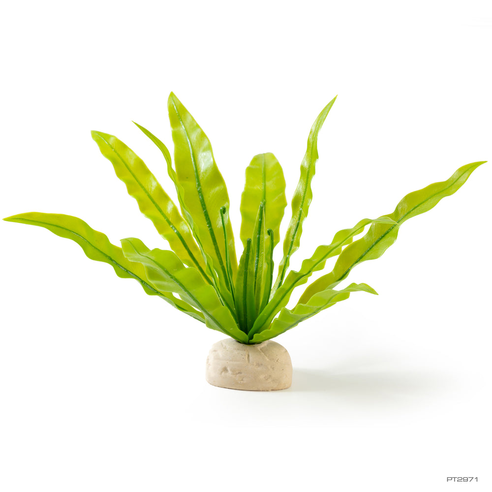 exo terra anthurium bush Exo Terra Bird's Nest Fern Plant – Pet Circus
