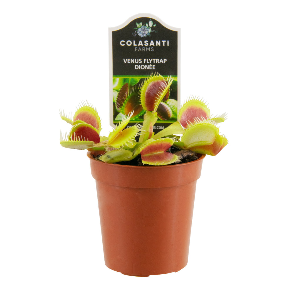 Venus Flytrap