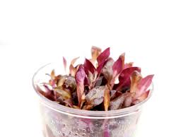 Alternanthera Reineckii "Mini" Tissue Culture