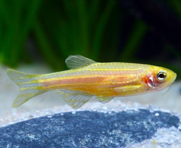 Gold Danio