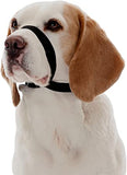 Company of Animals Quiet Dog