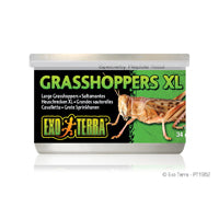 Exo Terra Canned Grasshoppers XL