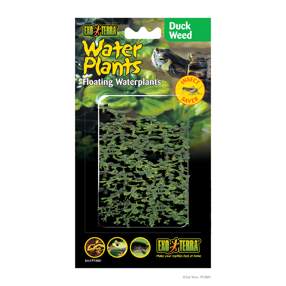 Exo Terra Floating Water Plant - Duck Weed