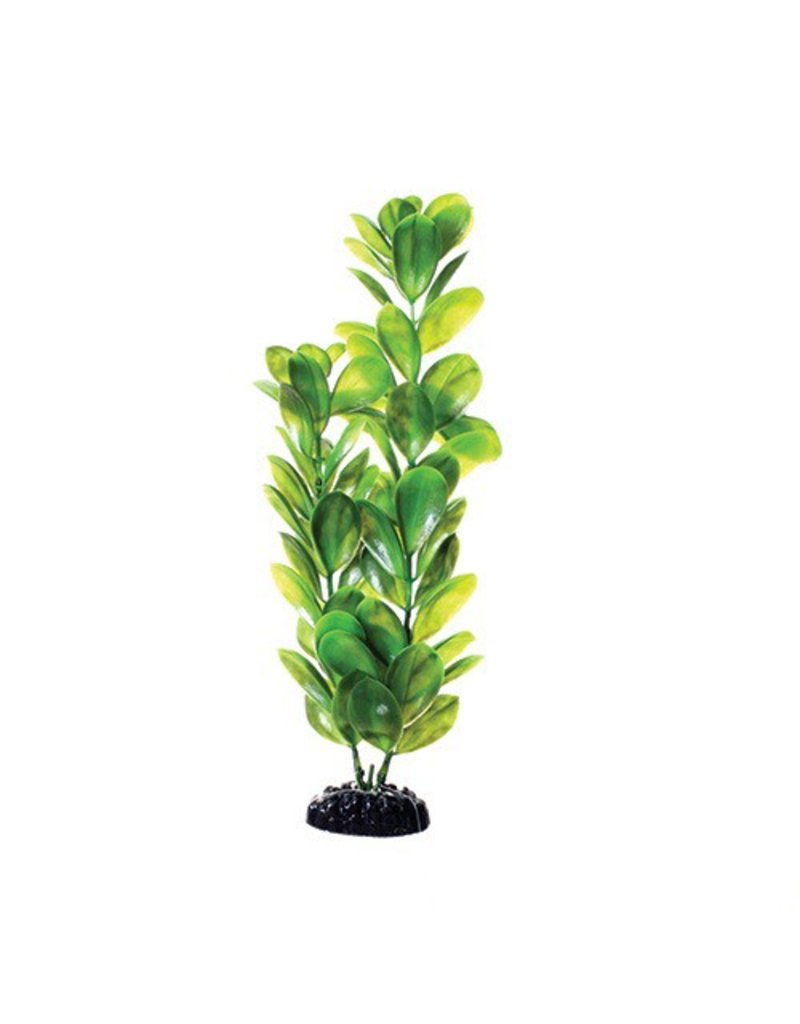U.T. Green Bacopa Plant