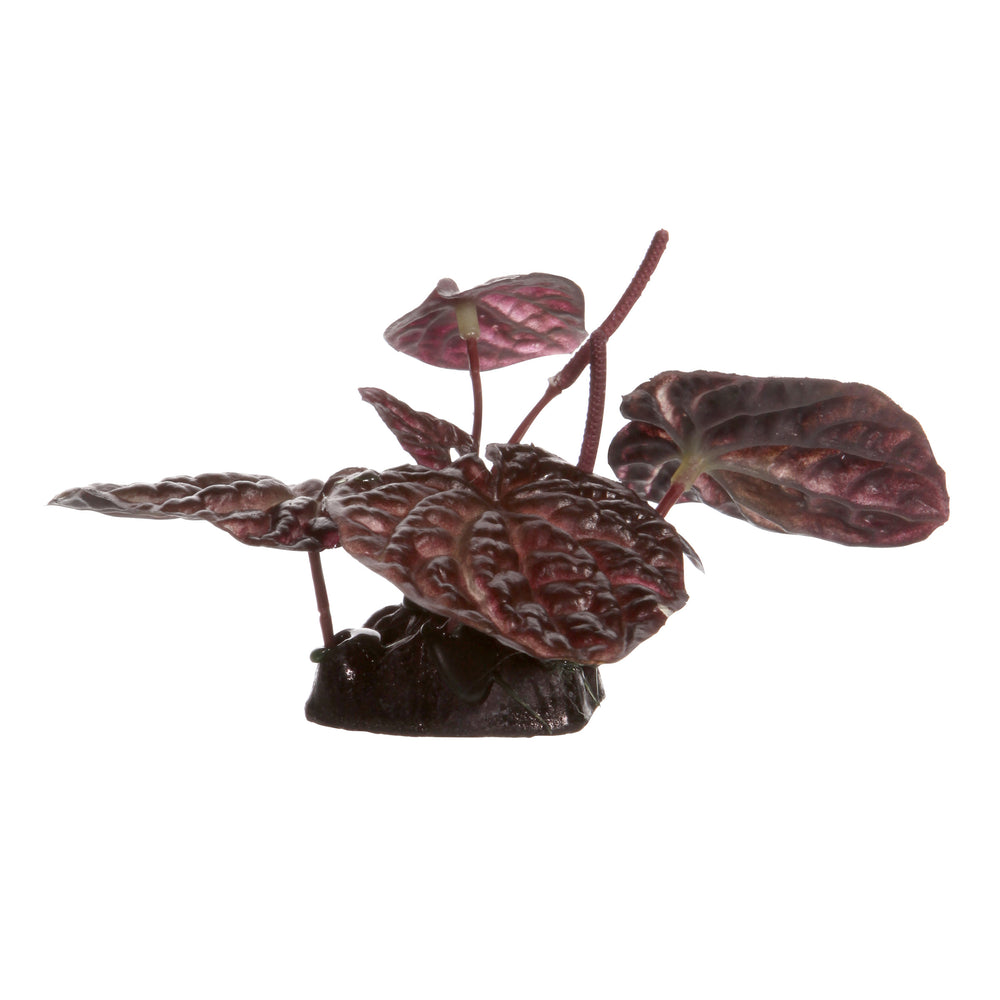 Fluval Red Lotus - Small - 10 cm (4in) with Base