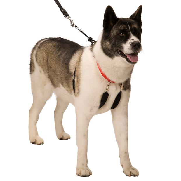 The Sporn Halter